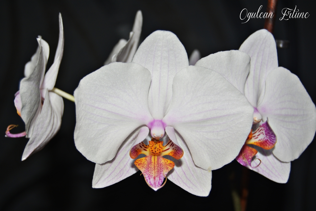 Evdeki Orkide Calismam