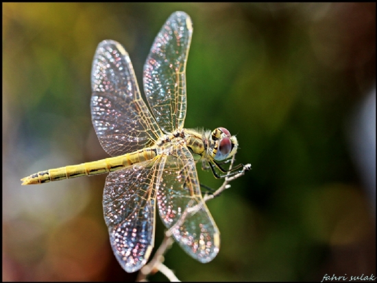 Yusufuk (dragonfly)