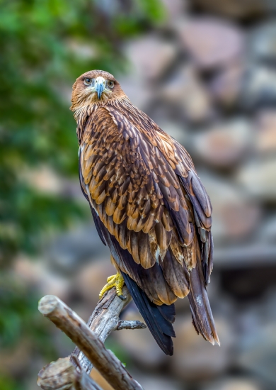 Kaya Kartal- Golden Eagle