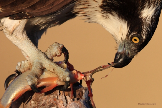 Balk Kartal/osprey