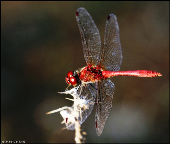 Dragonfly-yusufuk