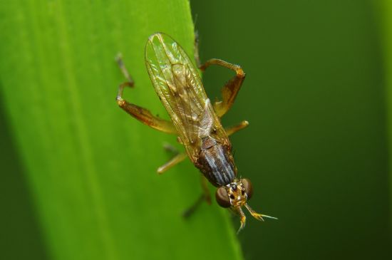 Diptera-2