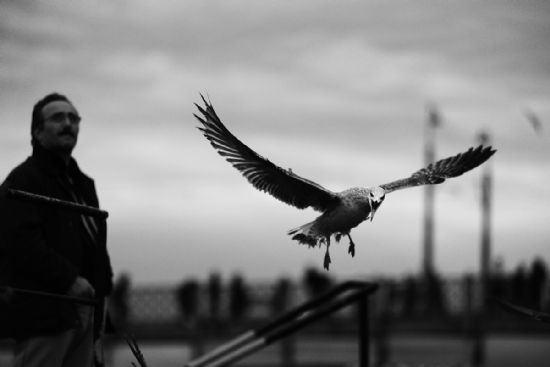 The Bird Of stanbul___{cry}