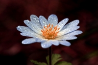 Yourt iei (anemone Blanda)