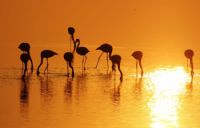 Altn Sularn Flamingolar - Fotoraf: Metehan zcan fotoraflar fotoraf galerisi. 