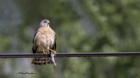Yaz Atmacası / Levant Sparrowhawk - Fotoğraf: Mehmet Kemal Sondaş fotoğrafları fotoğraf galerisi. 