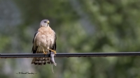 Yaz Atmacas / Levant Sparrowhawk - Fotoraf: Mehmet Kemal Sonda fotoraflar fotoraf galerisi. 