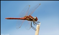 Yusufuk (dragonfly) - Fotoraf: Fahri Sulak fotoraflar fotoraf galerisi. 