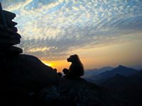 Romantik Maymun:) - Fotoraf: Zeynep Aygrd fotoraflar fotoraf galerisi. 