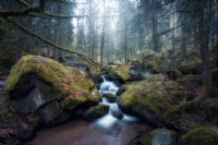 Black Forest - Fotoraf: Serkan Alay fotoraflar fotoraf galerisi. 