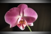 Orkide - Fotoraf: Gkay Bulut fotoraflar fotoraf galerisi. 
