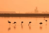 Flamingolar - Fotoraf: Metehan zcan fotoraflar fotoraf galerisi. 
