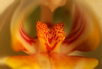 Orkide’den Macro - Fotoraf: Kemalettin Deirmenciolu fotoraflar fotoraf galerisi. 