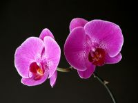 Mor Orkide - Fotoraf: Taylan Tekolu fotoraflar fotoraf galerisi. 