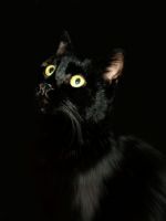 Kara Kedi Dnm. 1