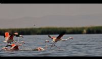 Eber’in Flamingolar - Fotoraf: Esin Kat fotoraflar fotoraf galerisi. 