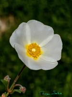 Yavşan