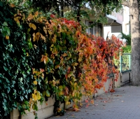 Autumn - Fotoraf: Ahmet Bayr fotoraflar fotoraf galerisi. 