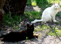 Siyah Beyaz Kediler - Fotoraf: Yasin Ark fotoraflar fotoraf galerisi. 