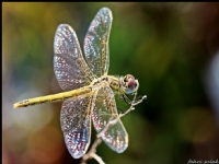 Yusufuk (dragonfly) - Fotoraf: Fahri Sulak fotoraflar fotoraf galerisi. 