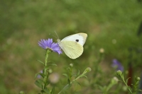 Beyaz Kelebek - Fotoraf: Oktay Eraslan fotoraflar fotoraf galerisi. 