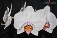 Evdeki Orkide Calismam - Fotoraf: Oulcan Ertun fotoraflar fotoraf galerisi. 