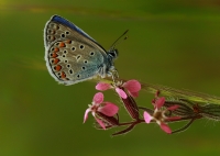 okgzl Mavi (polyommatus carus)