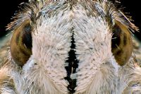 Striped Hummingbird Moth - Fotoraf: Taner Yldrm fotoraflar fotoraf galerisi. 