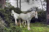 Beyaz Atlar - Fotoraf: Erkan lmez fotoraflar fotoraf galerisi. 