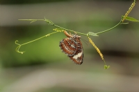 Cethosia Penthesilea - Fotoraf: Kadir Buyuk fotoraflar fotoraf galerisi. 