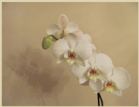 Orkide - Fotoraf: Suna Turk fotoraflar fotoraf galerisi. 