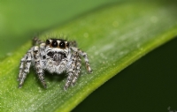 Jumper Spider - Fotoraf: Abdullah Sar fotoraflar fotoraf galerisi. 