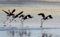Flamingolar - Fotoraf: Hseyin Canpolat fotoraflar fotoraf galerisi. 