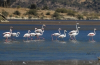 Flamingolar - Fotoraf: efika Incel fotoraflar fotoraf galerisi. 