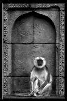 Maymun - Fotoraf: Gazi Sahin fotoraflar fotoraf galerisi. 