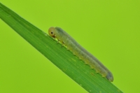 Larva - Fotoraf: Turhan Andac fotoraflar fotoraf galerisi. 