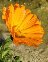 Aynısafa
