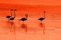 Flamingolar - Fotoraf: Hseyin Canpolat fotoraflar fotoraf galerisi. 