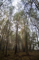 Okaliptus Aalar - Fotoraf: Kerim zal fotoraflar fotoraf galerisi. 