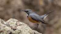 Taşbülbülü / White Throated Robin - Fotoğraf: Mehmet Kemal Sondaş fotoğrafları fotoğraf galerisi. 