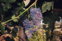 zm - Grape