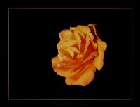 Golden Rose - Fotoraf: Ekrem Tokuz fotoraflar fotoraf galerisi. 