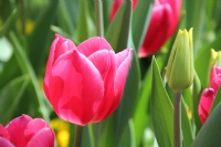 Laler-tulips