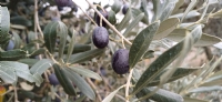 Dalında Zeytin
