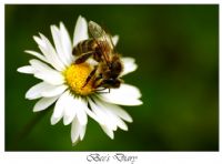 Bee’s Diary - Fotoraf: Hakan Tanrkulu fotoraflar fotoraf galerisi. 
