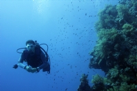 Reef Diver - Fotoraf: Cihan Diyala fotoraflar fotoraf galerisi. 
