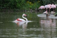 Flamingolar - Fotoraf: Ertugrul Koca fotoraflar fotoraf galerisi. 