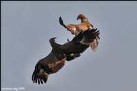 Kk Orman Kartal Lesser Spotted Eagle / Aquila
