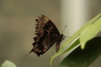 Papilio Ulysses - Fotoraf: Kadir Buyuk fotoraflar fotoraf galerisi. 