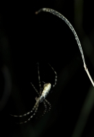 Spider - Fotoraf: Ayfer Tosun fotoraflar fotoraf galerisi. 